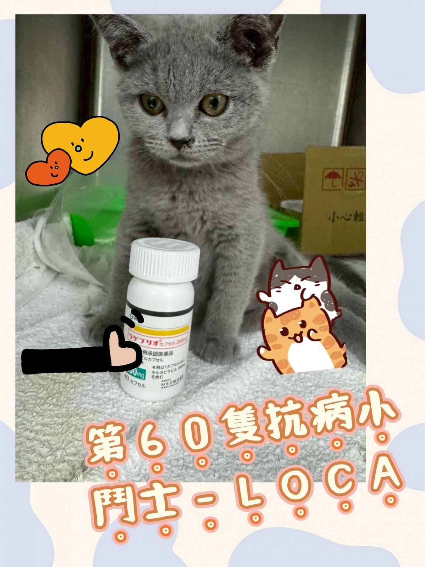 第六隻抗病小鬥士-LOCA